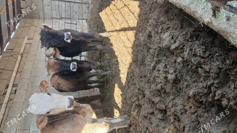 okuz - Бахарден - img 6