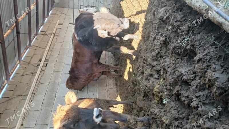 okuz - Бахарден - img 8