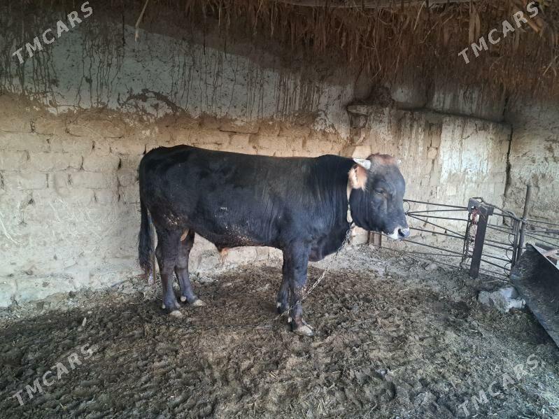 okizce - Magtymguly - img 5