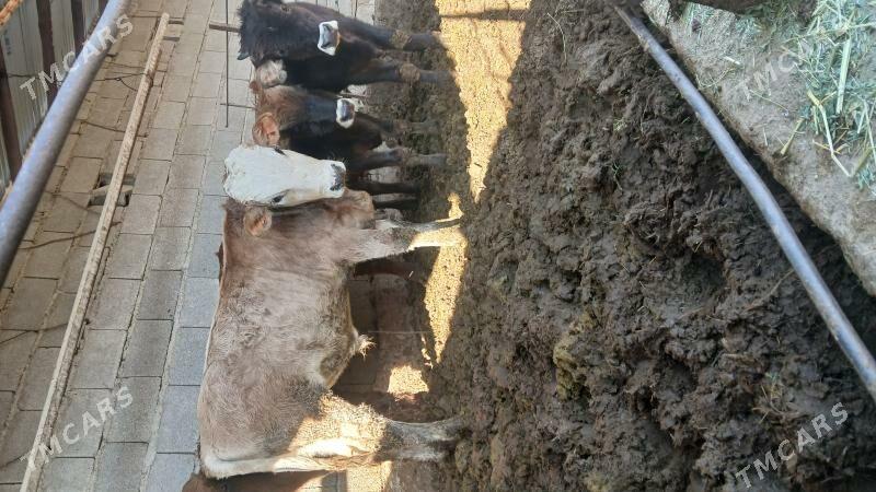 okuz - Бахарден - img 5