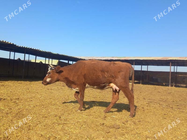 göleli. - Wekilbazar - img 2