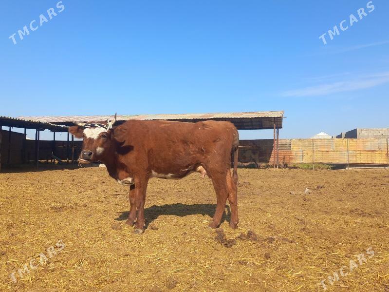 göleli. - Wekilbazar - img 3