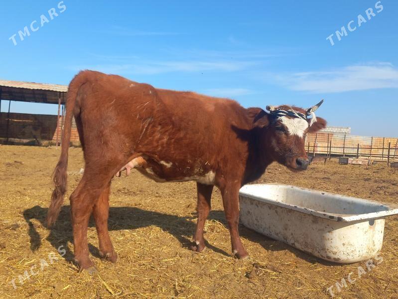 göleli. - Wekilbazar - img 4