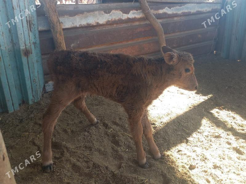 göleli. - Wekilbazar - img 5