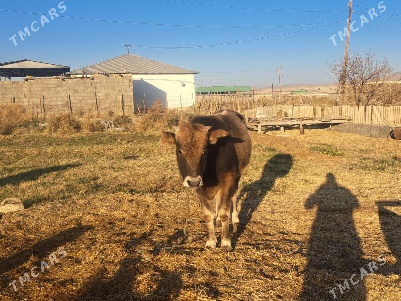 okizce - Magtymguly - img 2