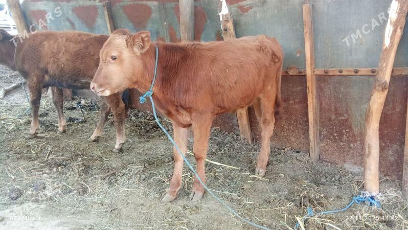 öküzçe I unajyn - Чарджоу - img 4