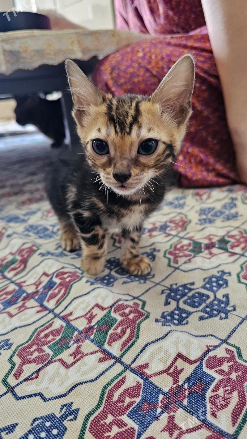 in sonky bengal pisik oglan - Ашхабад - img 2