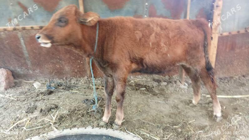 öküzçe I unajyn - Чарджоу - img 3