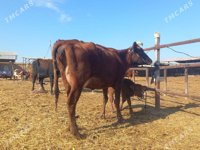 göleli. - Wekilbazar - img 1