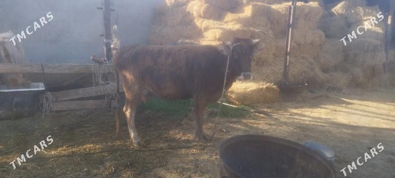 Goleli Sygyr - Ак-Бугдайский этрап - img 4