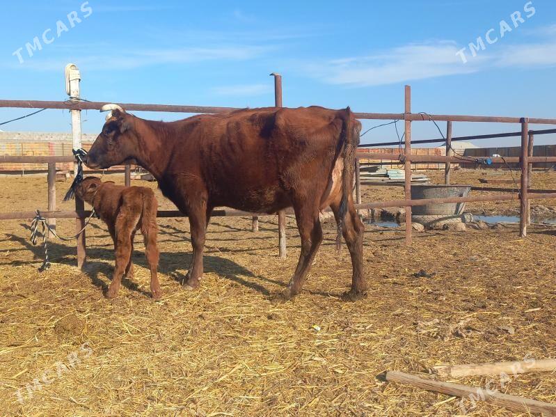 göleli. - Wekilbazar - img 6