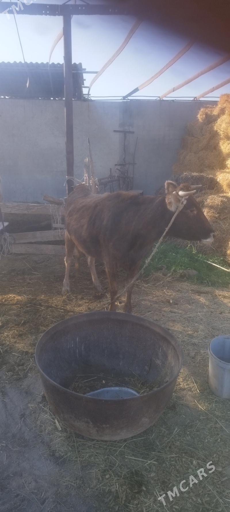 Goleli Sygyr - Ак-Бугдайский этрап - img 3