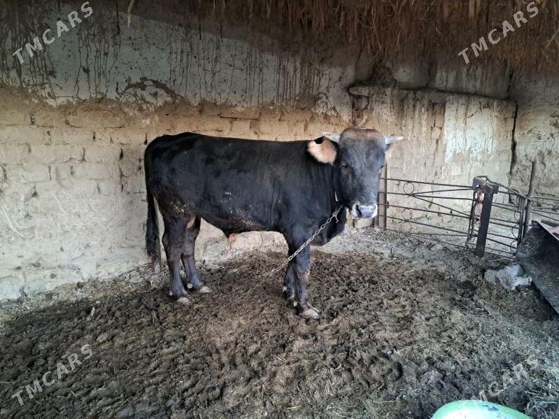 okizce - Magtymguly - img 4