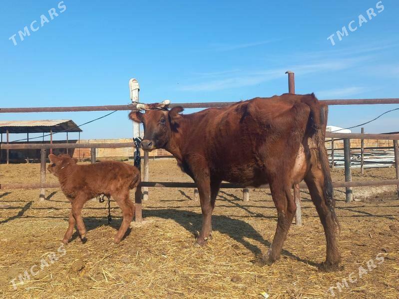 göleli. - Wekilbazar - img 3