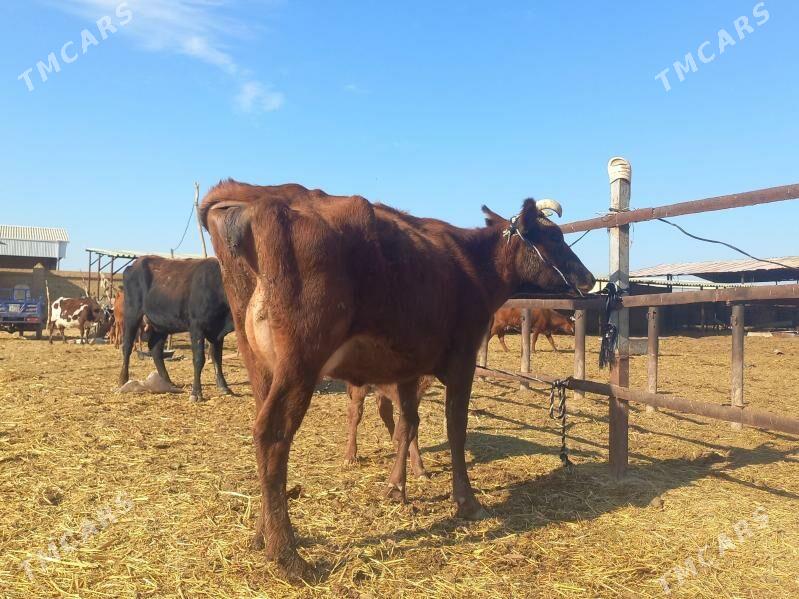 göleli. - Wekilbazar - img 2