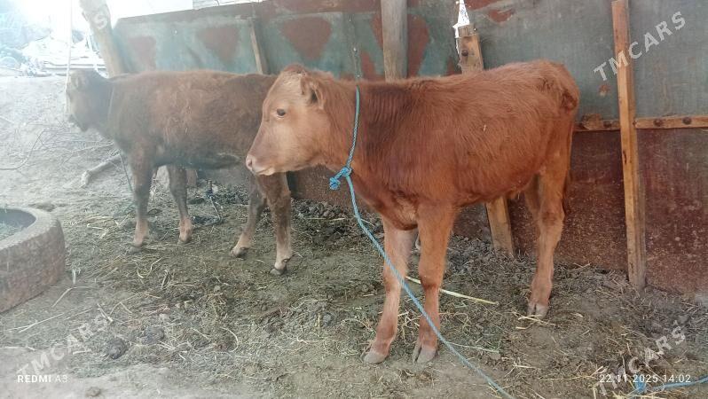 öküzçe I unajyn - Чарджоу - img 2