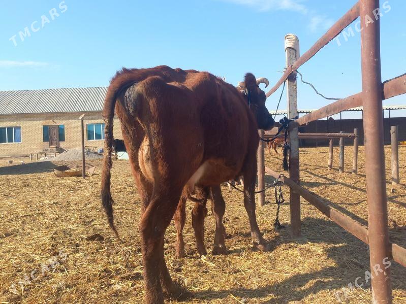 göleli. - Wekilbazar - img 5