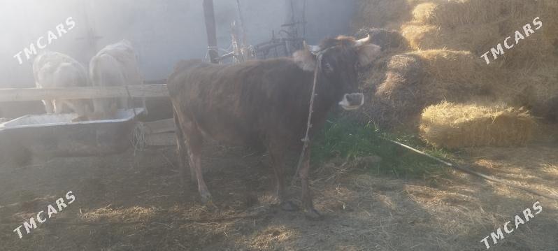 Goleli Sygyr - Ак-Бугдайский этрап - img 5