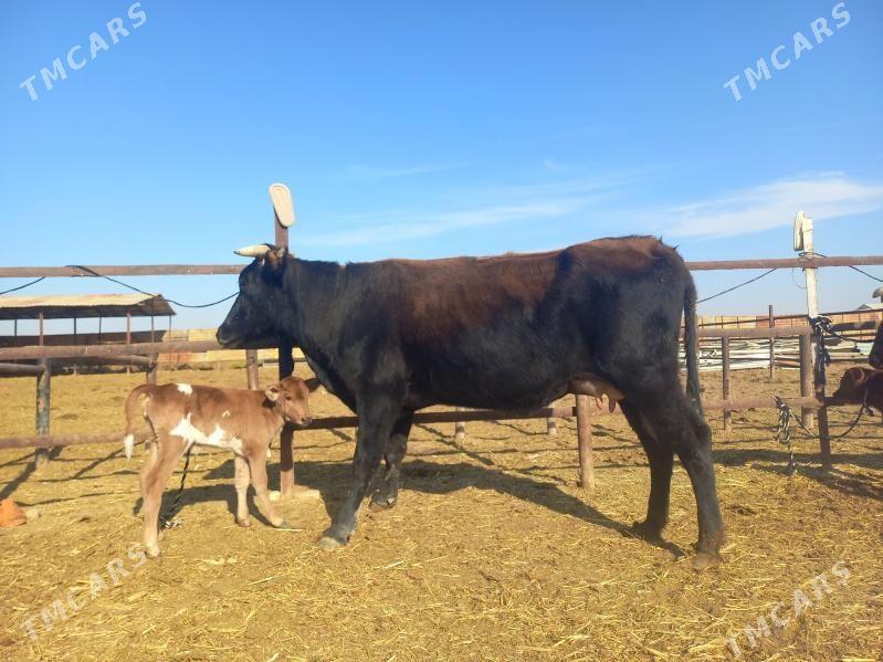 göleli. - Векильбазар - img 5