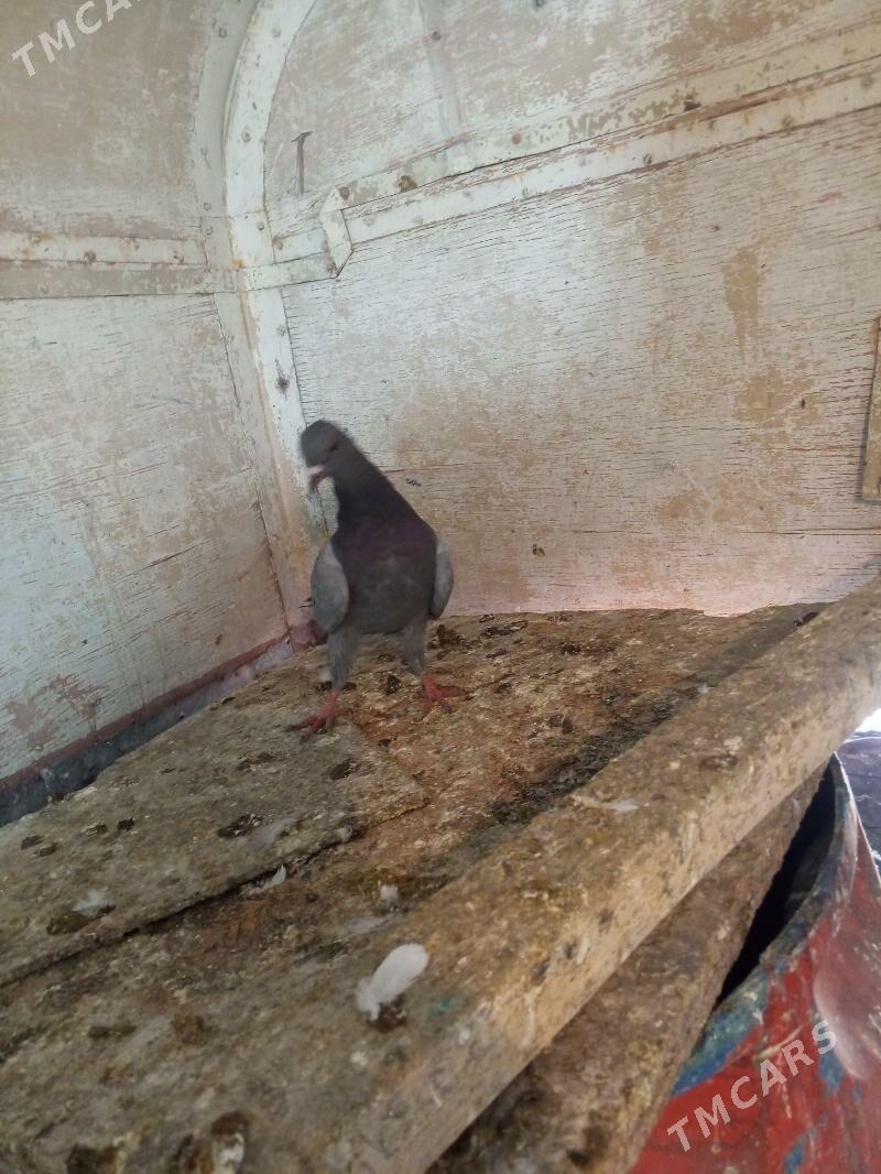 kepderi - Aşgabat - img 6