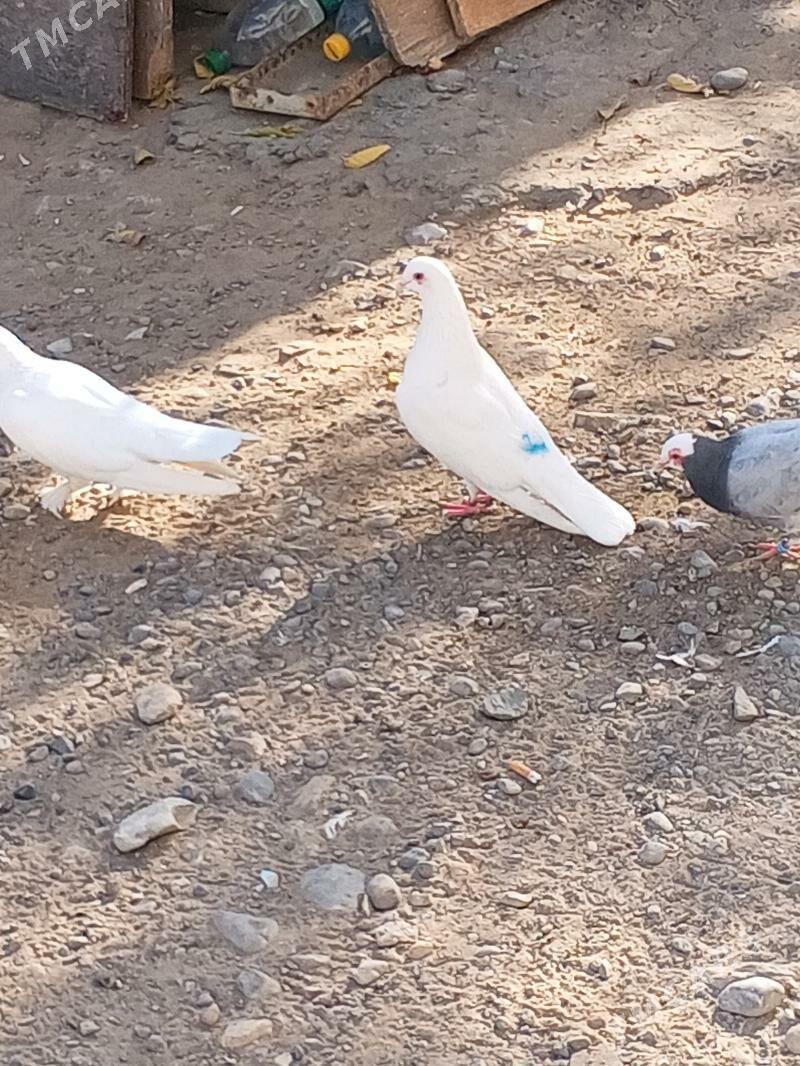 kepderi - Aşgabat - img 10