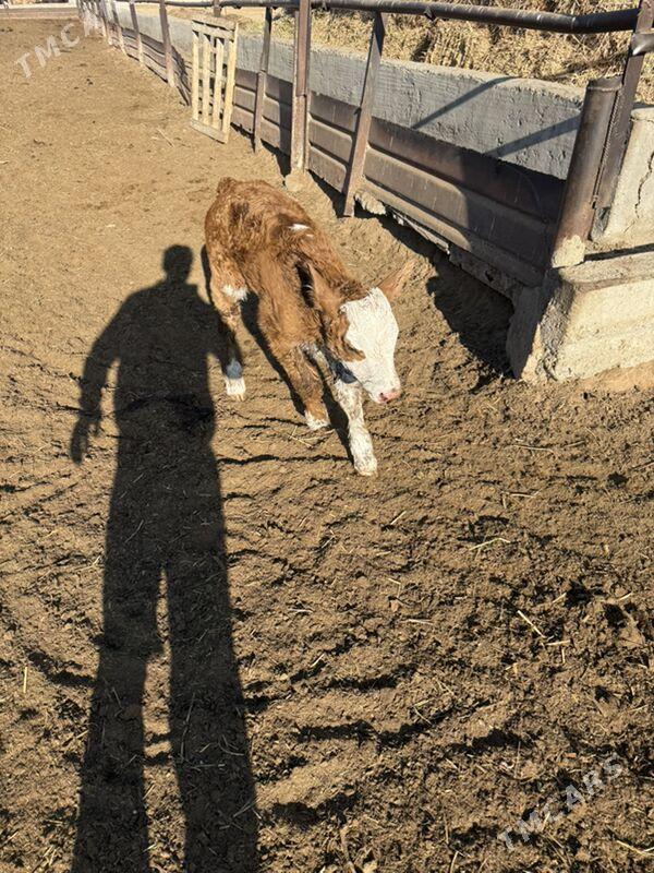 okuzce - Aşgabat - img 2