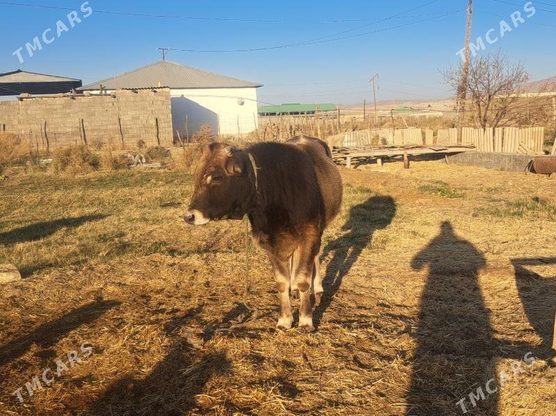 okizce - Magtymguly - img 3