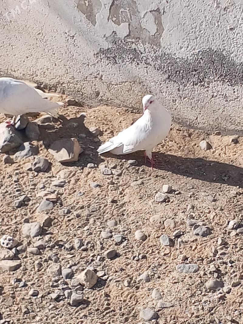 kepderi - Aşgabat - img 9