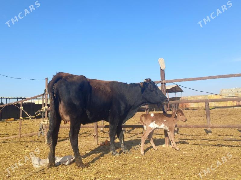 göleli. - Векильбазар - img 2