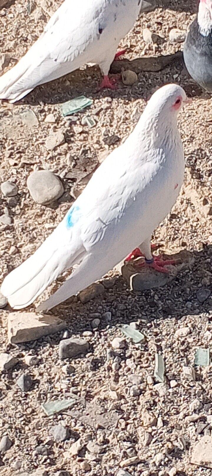 kepderi - Aşgabat - img 5