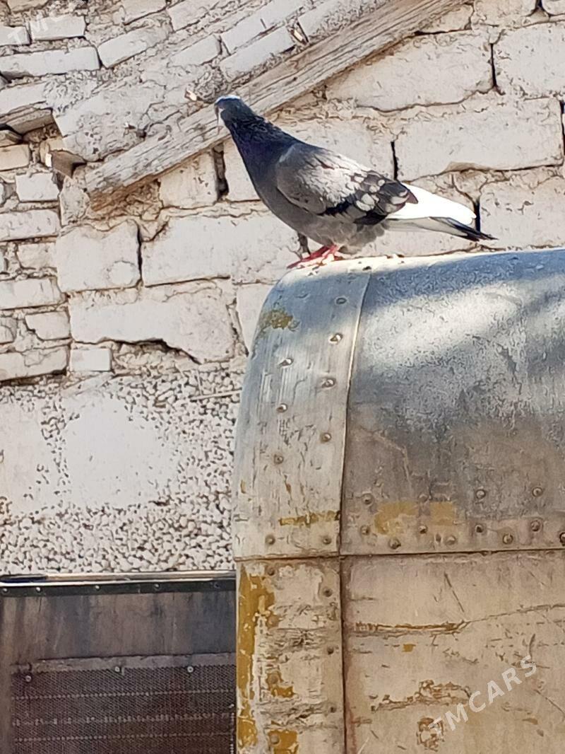 kepderi - Aşgabat - img 7