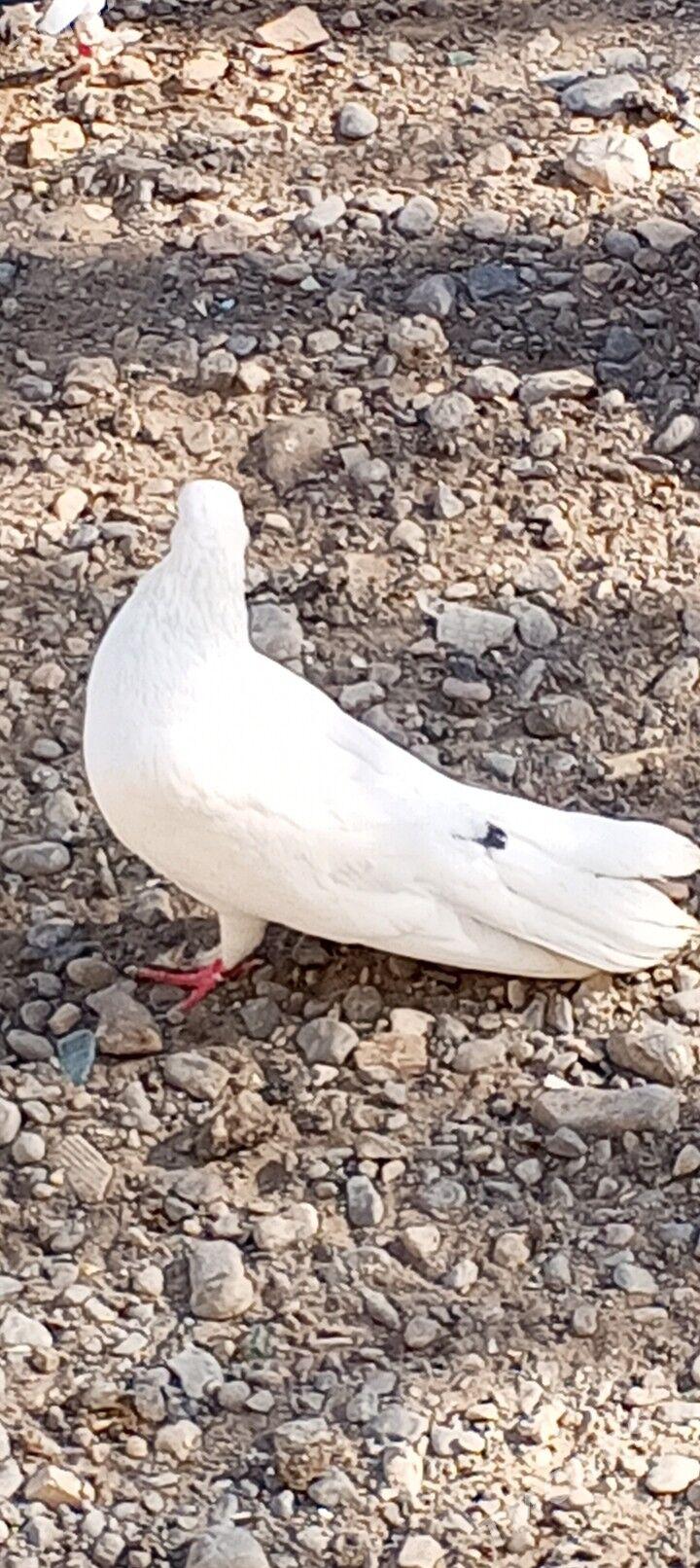 kepderi - Aşgabat - img 2