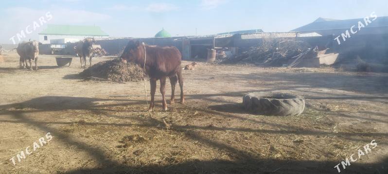 Goleli Sygyr - Ак-Бугдайский этрап - img 2