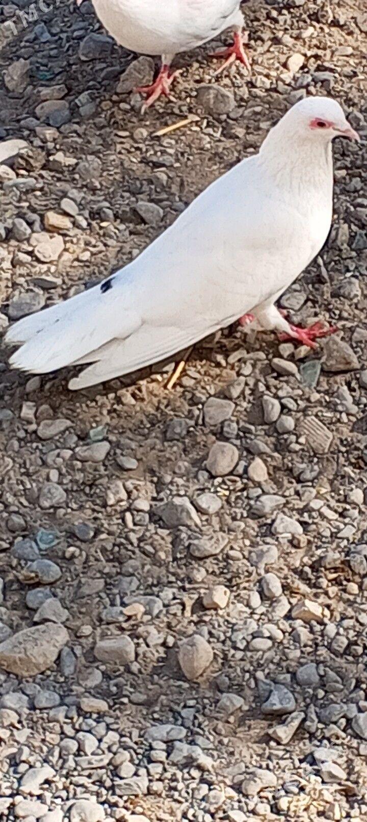 kepderi - Aşgabat - img 3