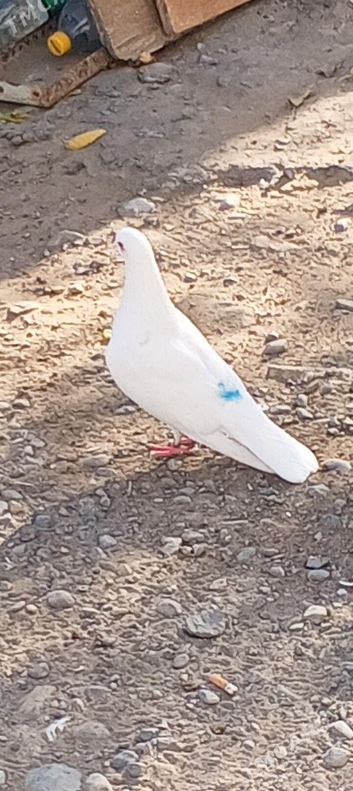 kepderi - Aşgabat - img 4