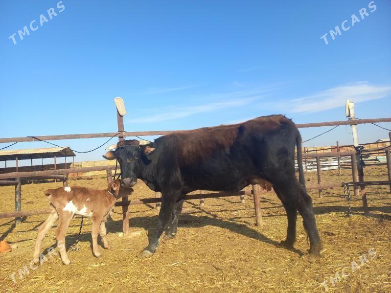 göleli. - Векильбазар - img 6