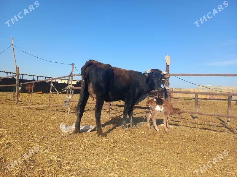 göleli. - Векильбазар - img 3