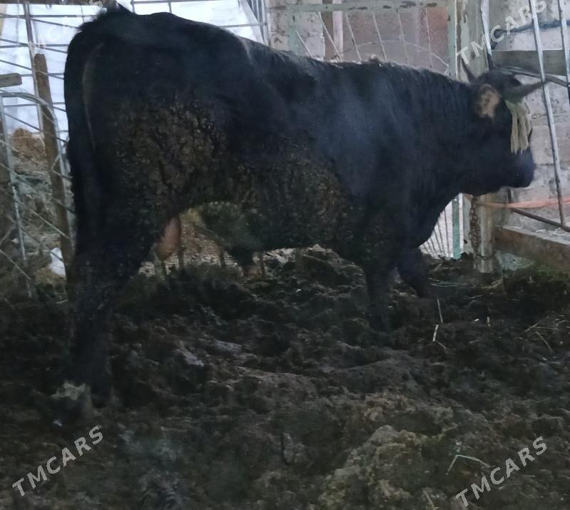 Öküz - Ak bugdaý etraby - img 3