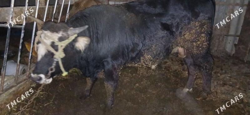 Öküz - Ak bugdaý etraby - img 1