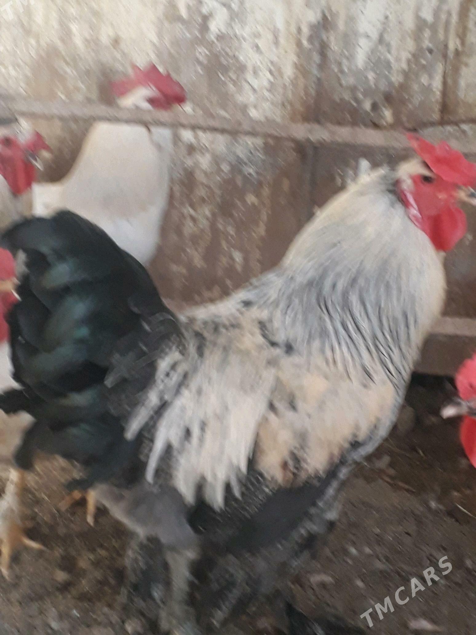 петухи - Hitrowka - img 2