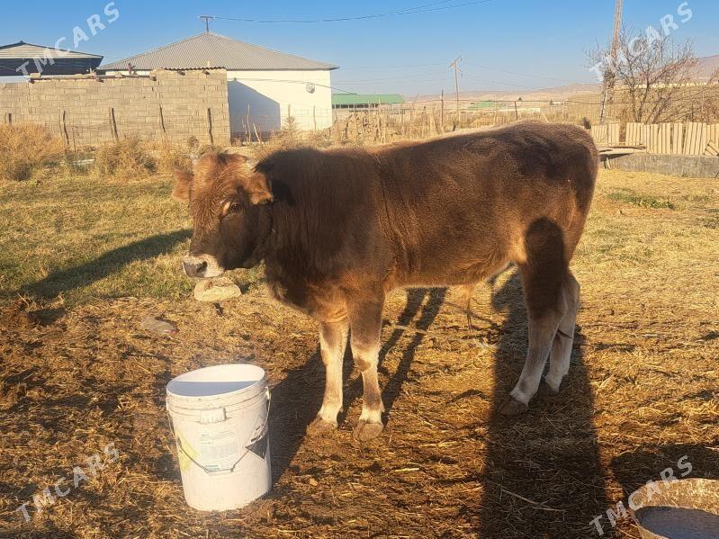 okizce - Magtymguly - img 1