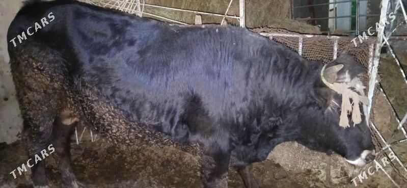 Öküz - Ak bugdaý etraby - img 4