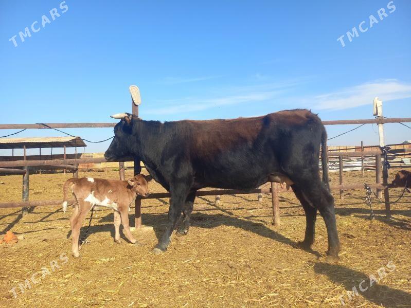 göleli. - Векильбазар - img 4