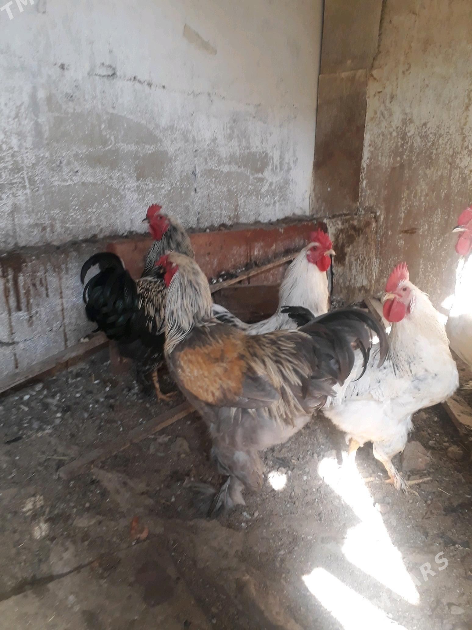 петухи - Hitrowka - img 4