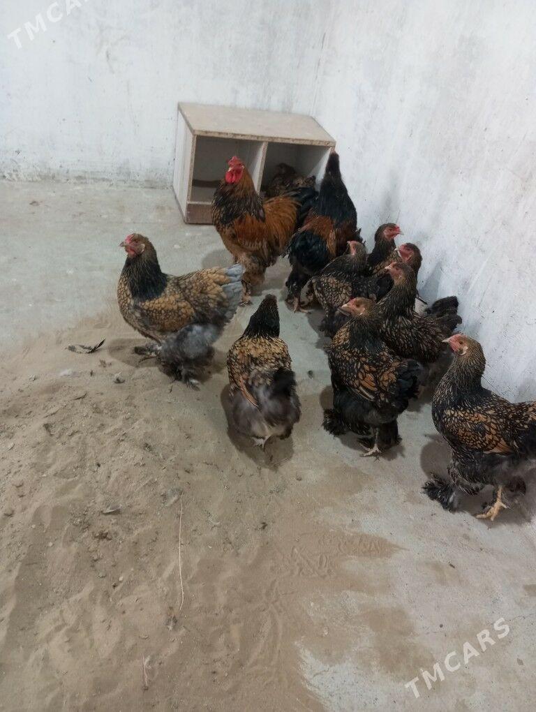 Brama Laset ýumurtga - Тязе заман - img 2