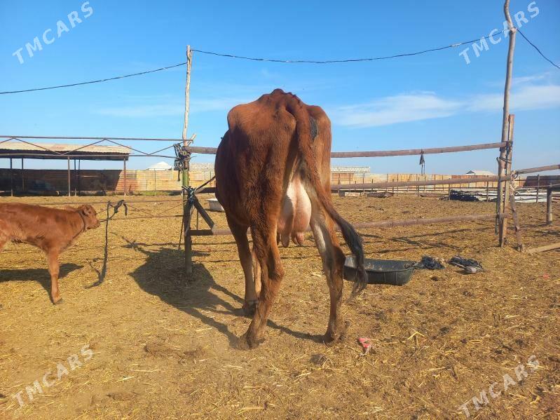 göleli. - Wekilbazar - img 2