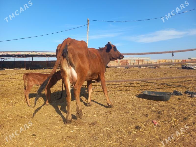 göleli. - Wekilbazar - img 4