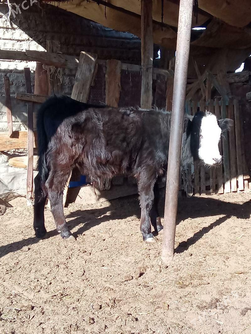 Oküz we gaçar - Эсенгулы - img 1