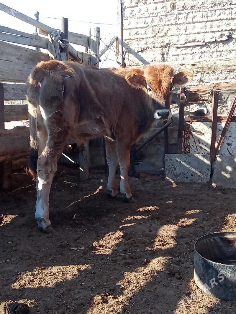 Oküz we gaçar - Эсенгулы - img 2