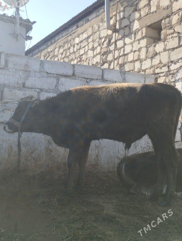 Okuz - Balkanabat - img 2